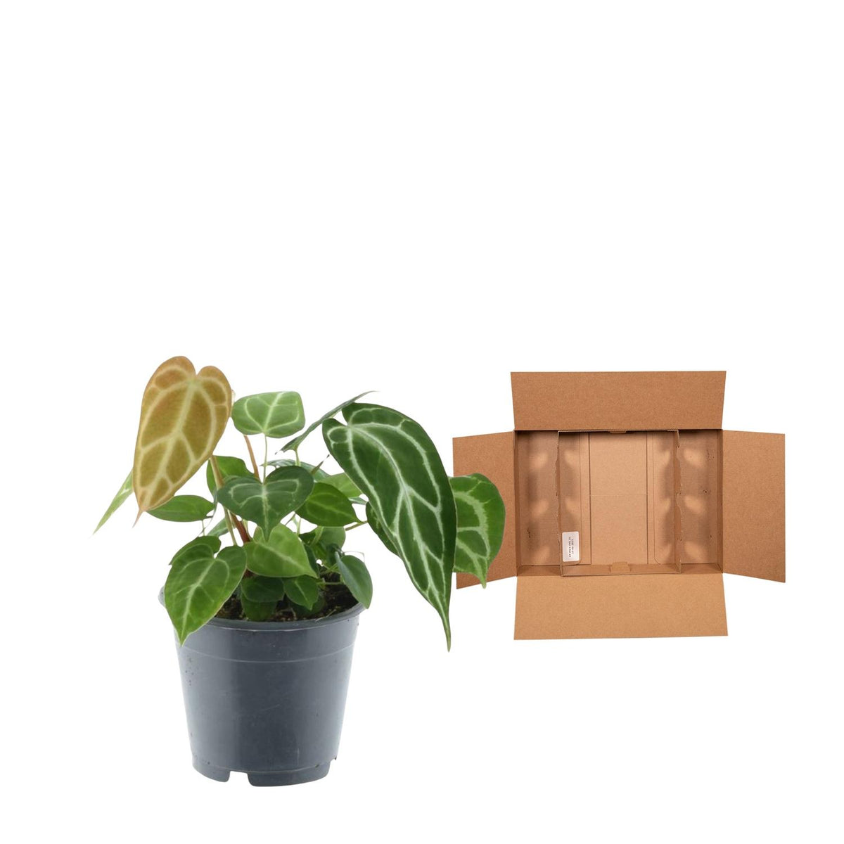 Anthurium Crystallinum – Exklusive Zimmerpflanze mit Samtblättern Ø12cm - ↕35cm