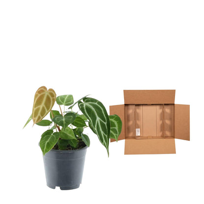Anthurium Crystallinum – Exklusive Zimmerpflanze mit Samtblättern Ø12cm - ↕35cm