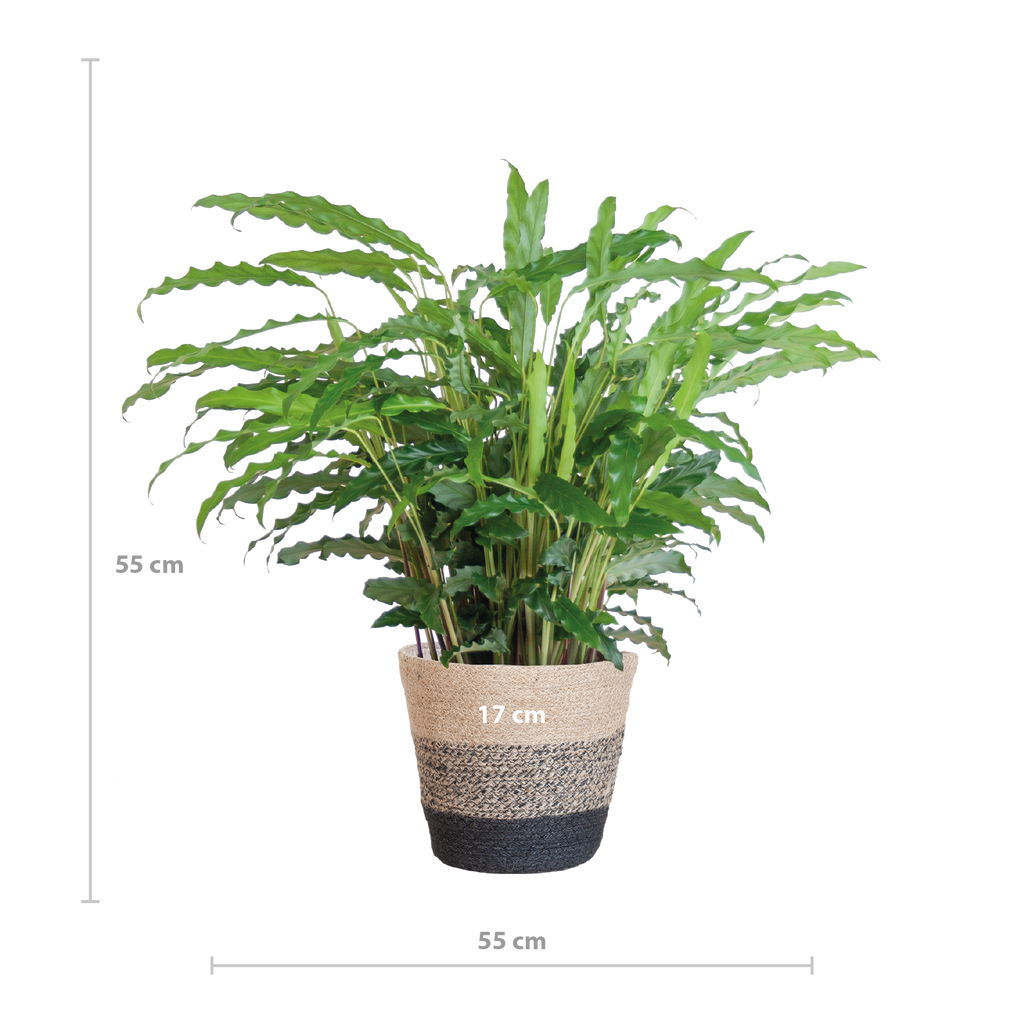 Calathea Rufibarba mit Korb Lissabon schwarz - 55cm - Ø17
