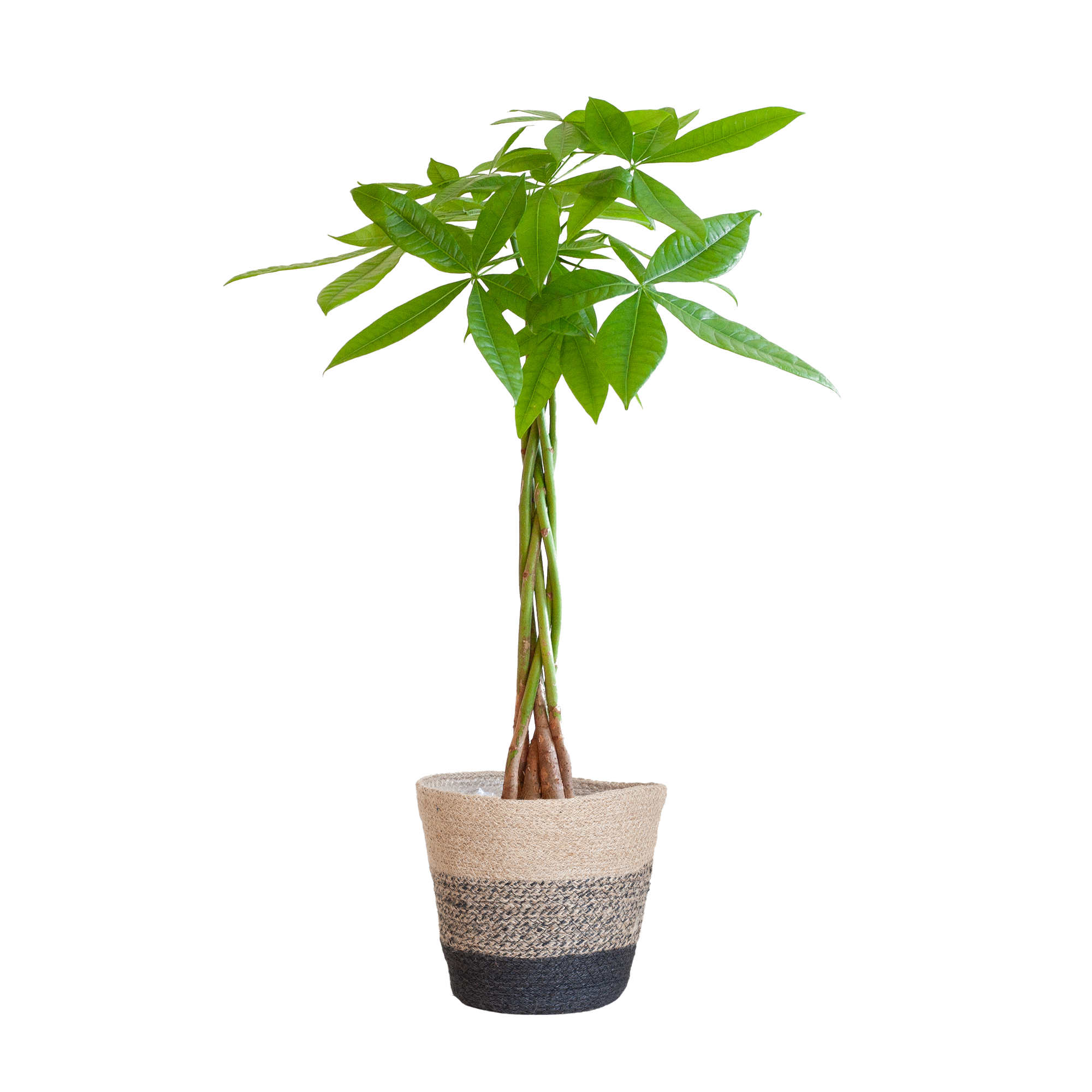 Pachira Aquatica mit Pflanzkorb Lissabon Schwarz - 80cm - Ø21