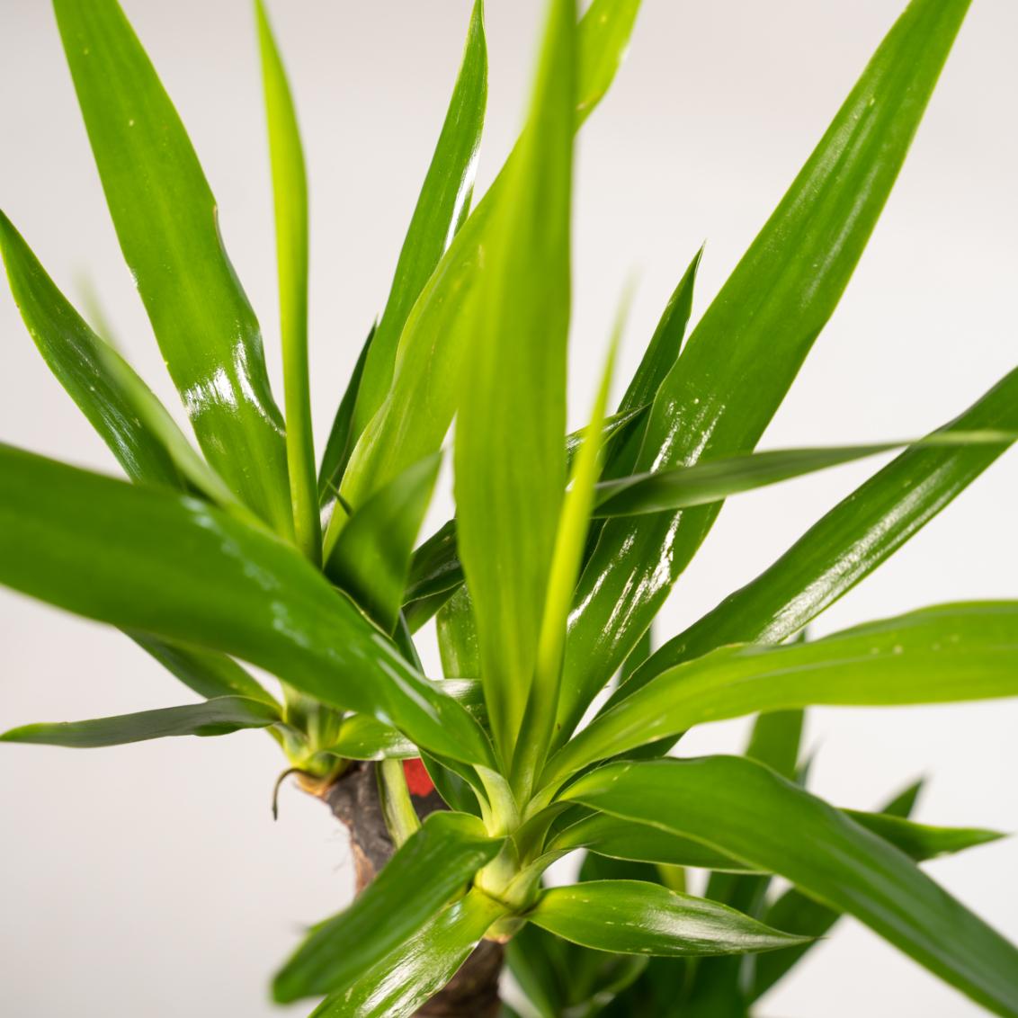 Doppelpack Yucca Palme Elephantipes – Vorteilspreis für stilvolle Zimmerpflanzen Ø17cm - ↕90cm