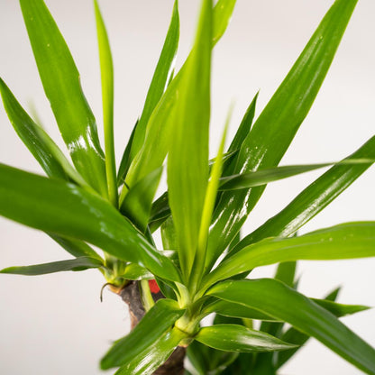 Doppelpack Yucca Palme Elephantipes – Vorteilspreis für stilvolle Zimmerpflanzen Ø17cm - ↕90cm