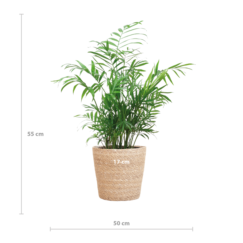 Chamadorea Elegans mit Sofia-Korb natur  - 55cm - Ø17