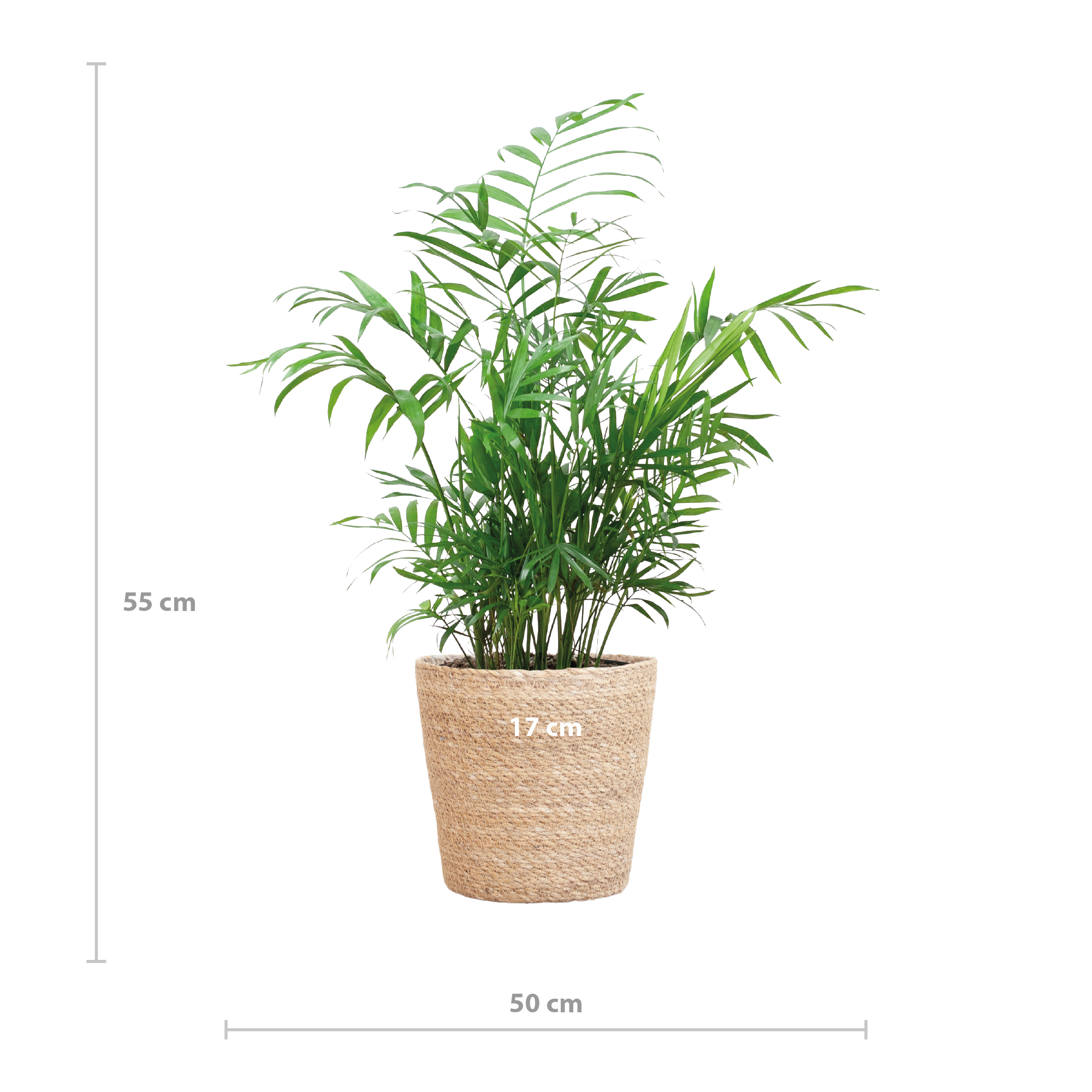 Chamadorea Elegans mit Sofia-Korb natur  - 55cm - Ø17