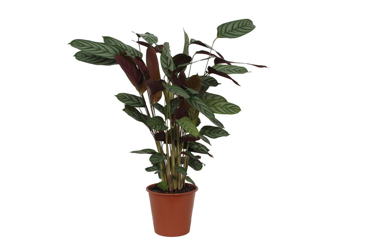 Calathea Compactstar – Exklusive Zimmerpflanze mit dekorativem Blattmuster Ø21cm - ↕90cm