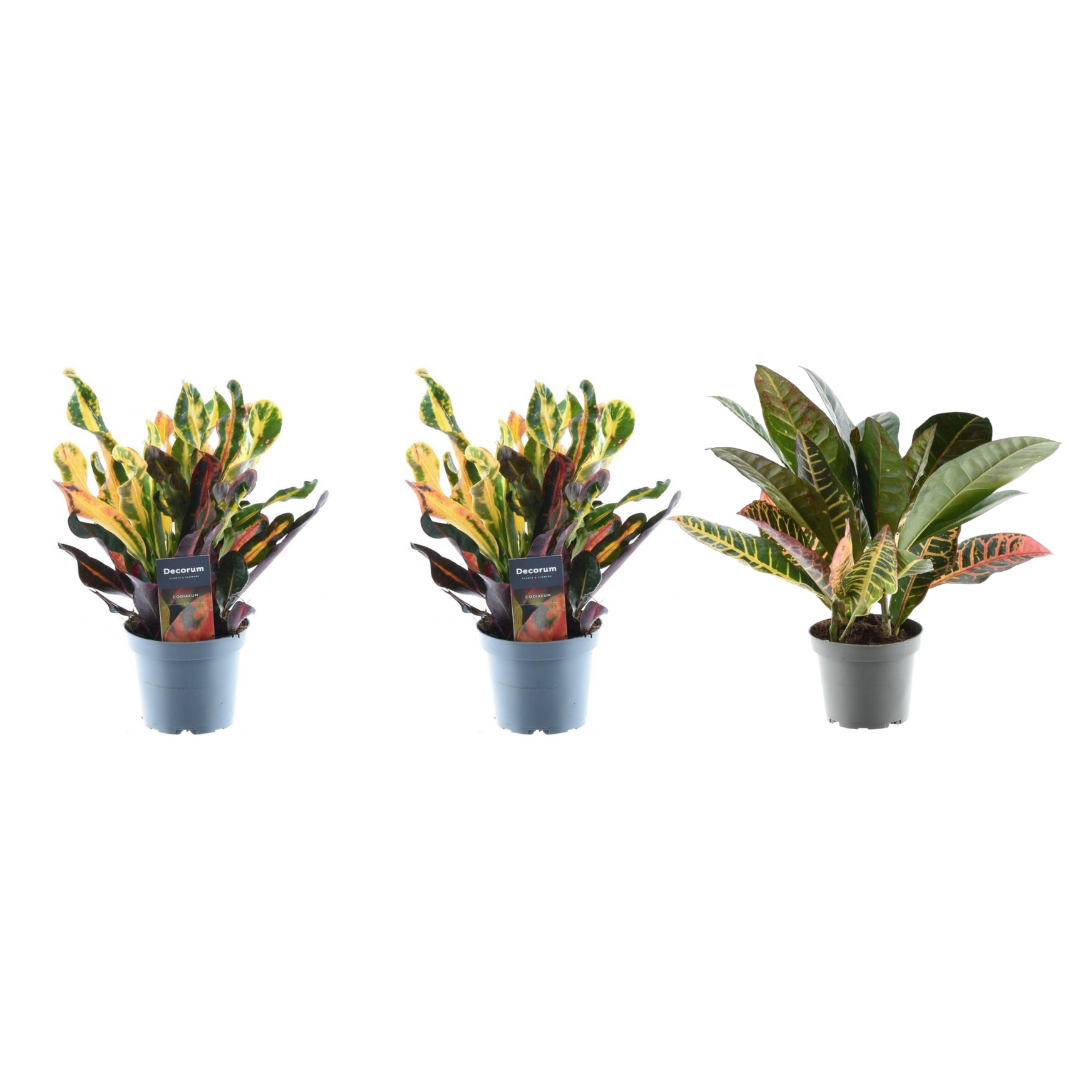 3x Croton Codiaeum Mix – Bunte, tropische Zimmerpflanzen ø12cm - ↕30cm