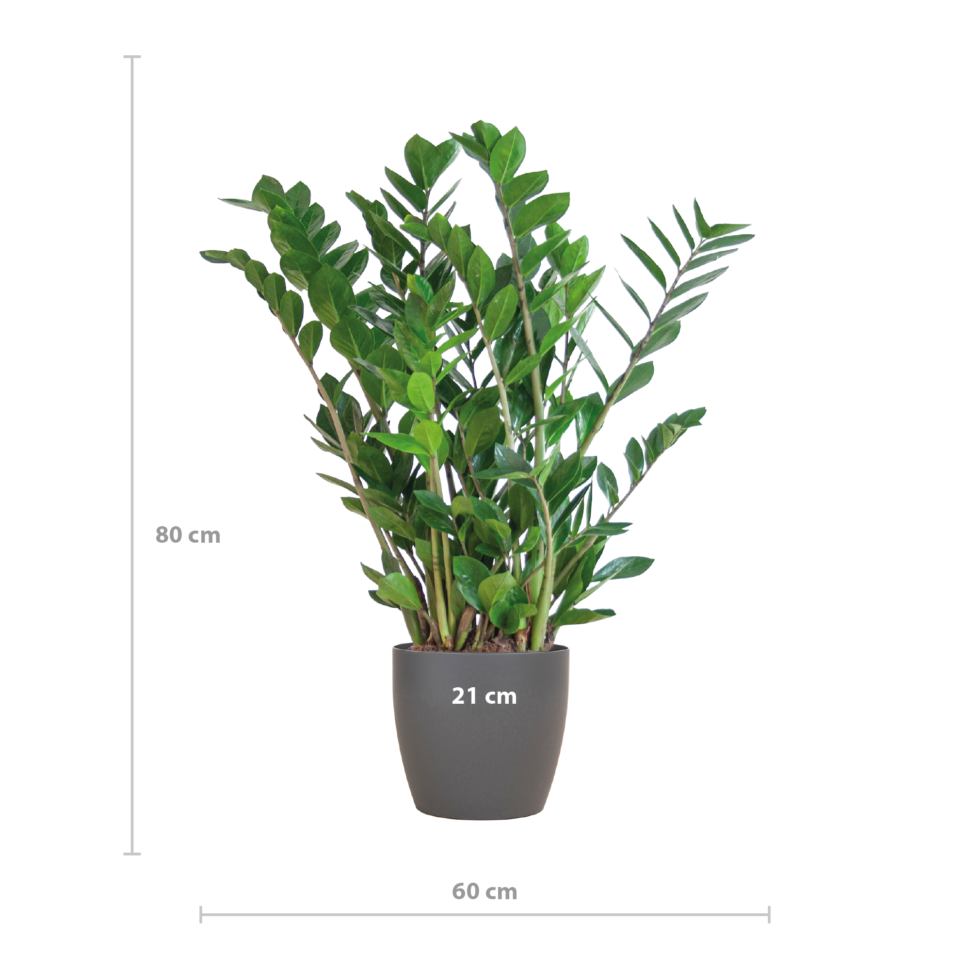 Zamioculcas Zamiifolia mit Viber Grau - 80cm - Ø21