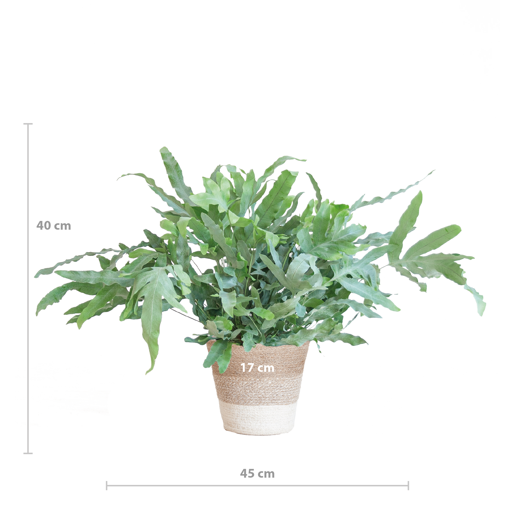 Phlebodium Aureum 'Blue Star' mit Korb Lissabon weiß - 40cm - Ø17