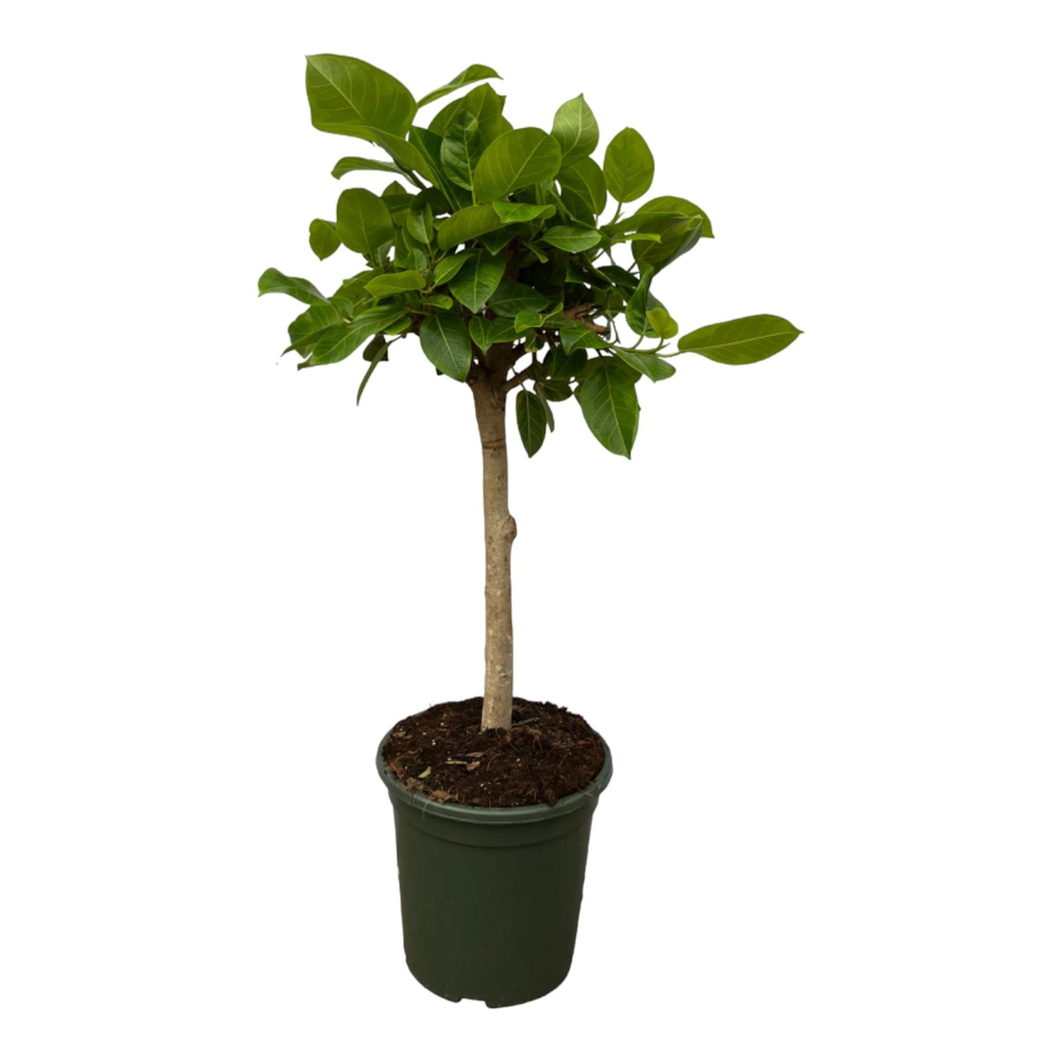 Ficus Altissima Variegata – Exklusive, panaschierte Zimmerpflanze ø24cm - ↕100cm