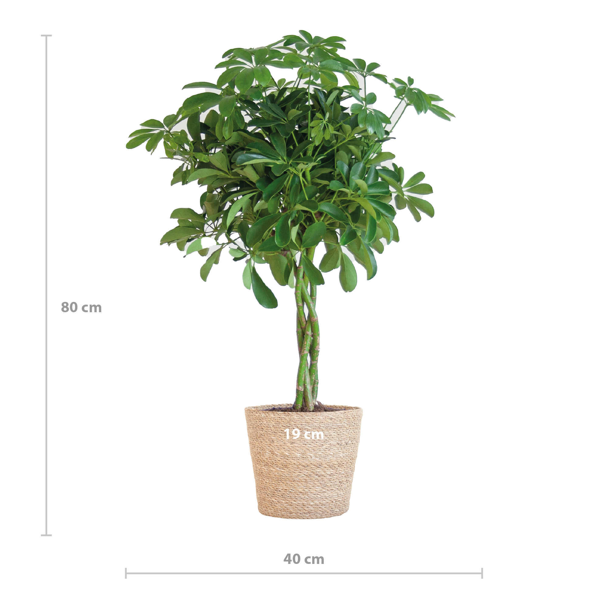 Schefflera Arab Nora mit Korb Sofia natur - 70cm - Ø21