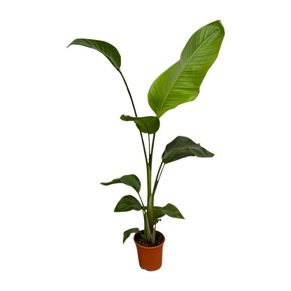 2x Strelitzia Nicolai – Exotische Zimmerpflanzen für stilvolle Räume ø17cm - ↕100cm