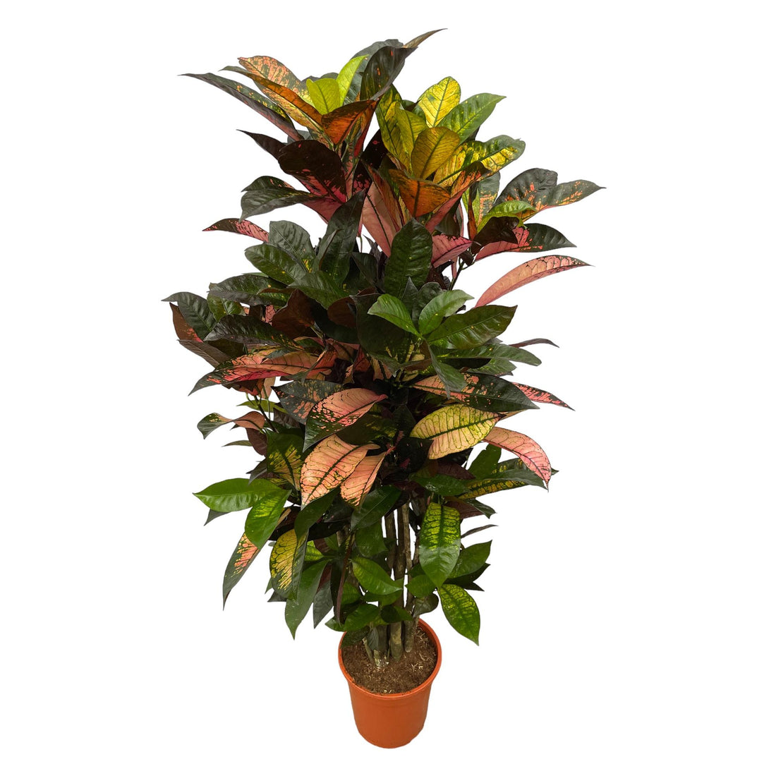 Codiaeum Iceton (Croton) – Bunte, dekorative Zimmerpflanze ø24cm - ↕120cm