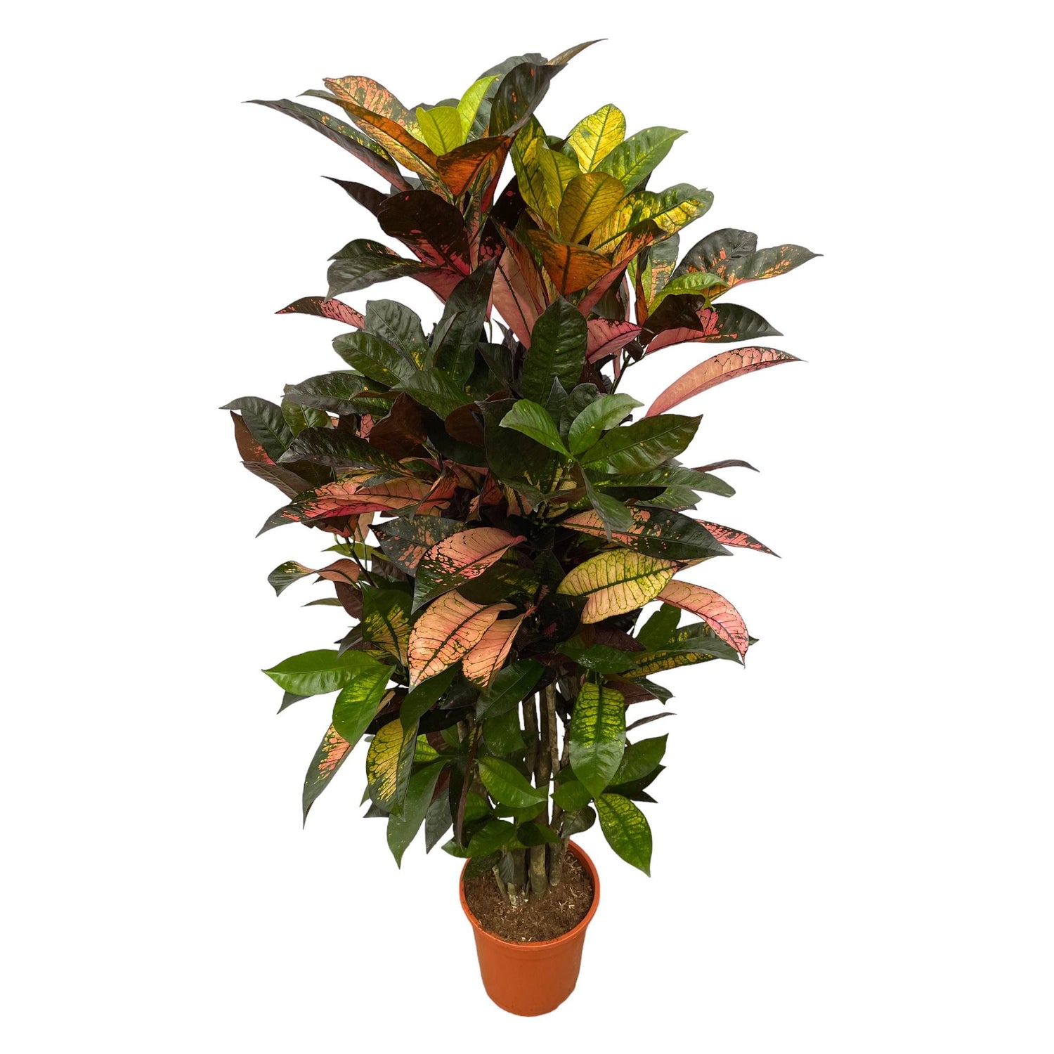 Codiaeum Iceton (Croton) – Bunte, dekorative Zimmerpflanze ø24cm - ↕120cm