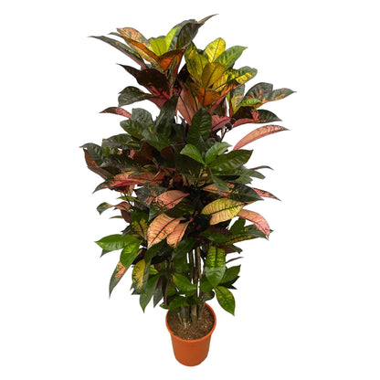Codiaeum Iceton (Croton) – Bunte, dekorative Zimmerpflanze ø24cm - ↕120cm