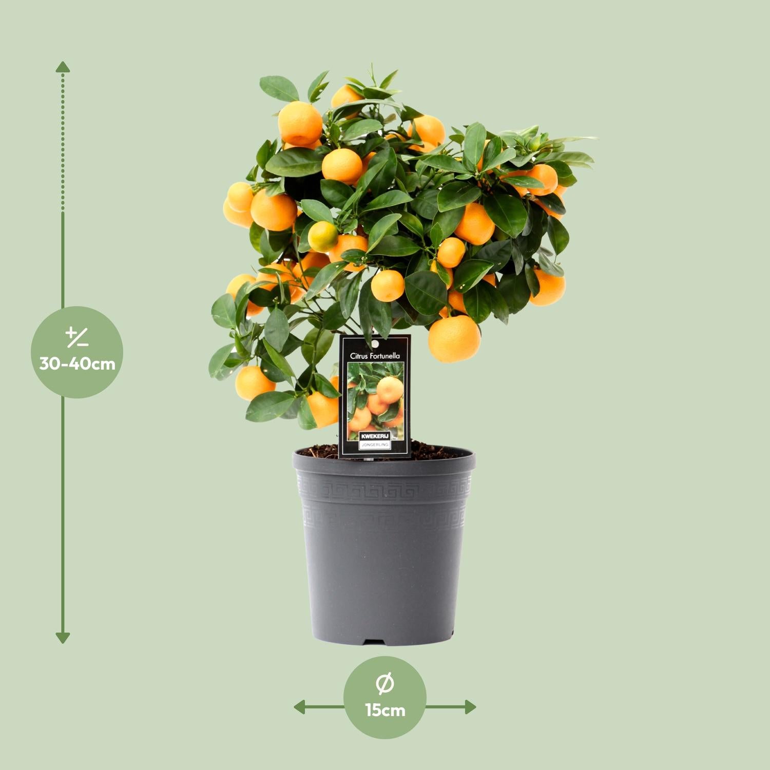 Citrus Calamondin – Zitronenbaum – Ø15 cm – ↕30 - 40 cm – Mediterrane Zitruspflanze
