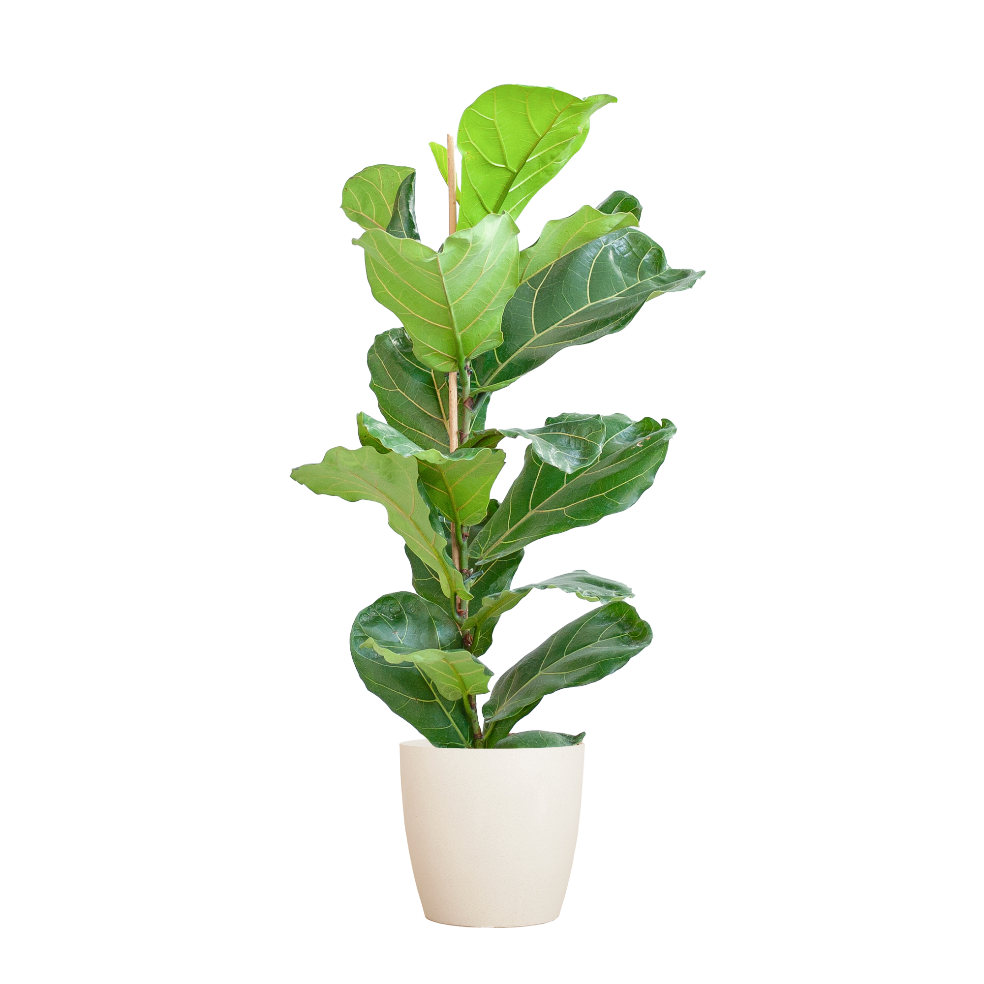 Ficus Lyrata mit Viber-Topf weiß – 80 cm – Ø21