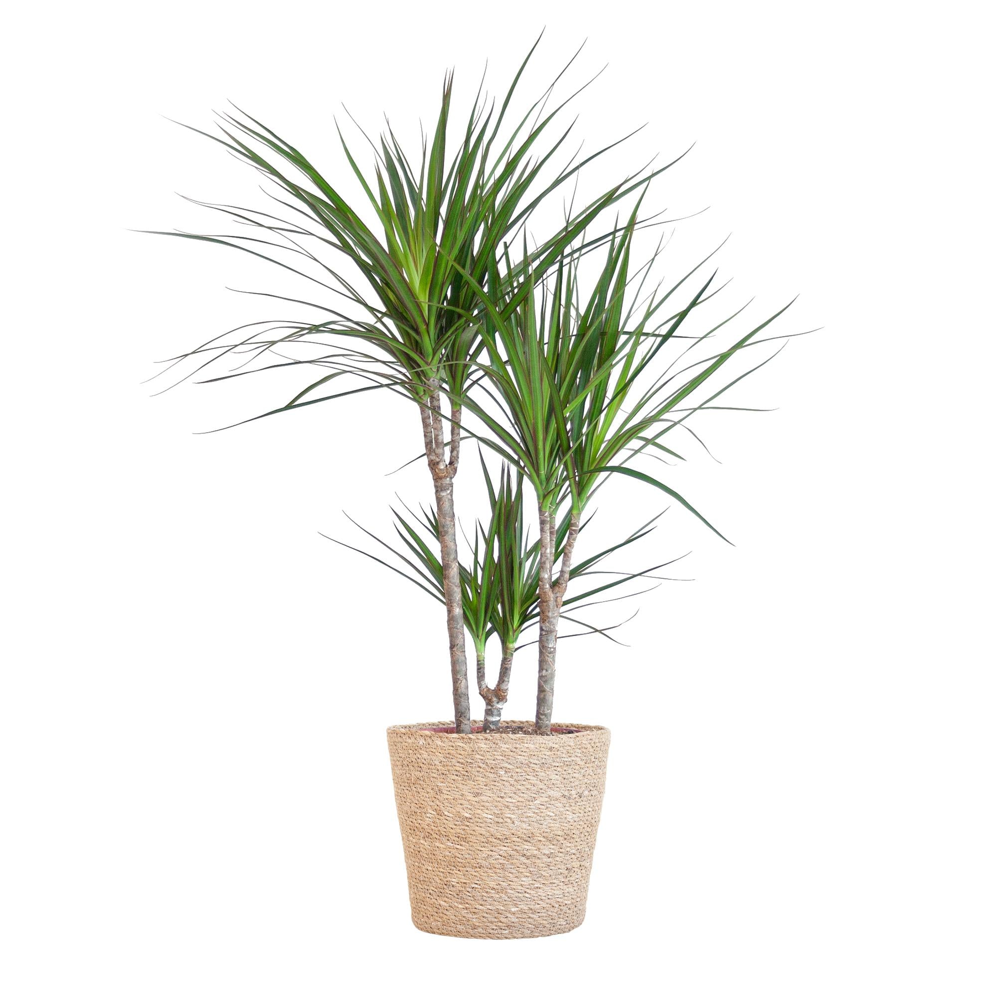Dracaena Marginata mit naturfarbenem Korb  - 95cm - Ø21