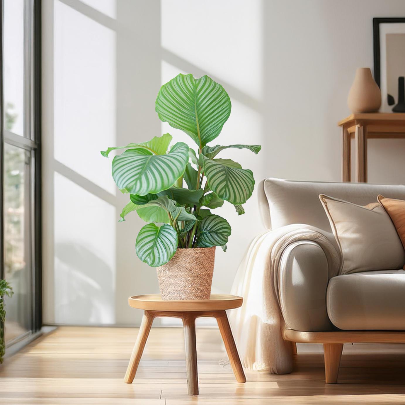 Calathea Orbifolia mit Sofia-Korb natur  - 65cm - Ø21