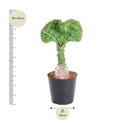 Euphorbia lactea Cristata – Exotische grün, dekorative Zimmerpflanze Ø12cm - ↕35cm