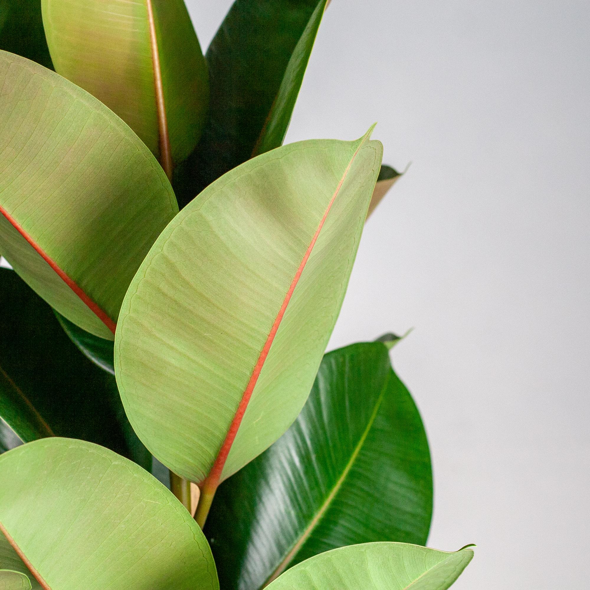 Ficus Elastica Robusta XL mit Korb Torun - 90cm - Ø27