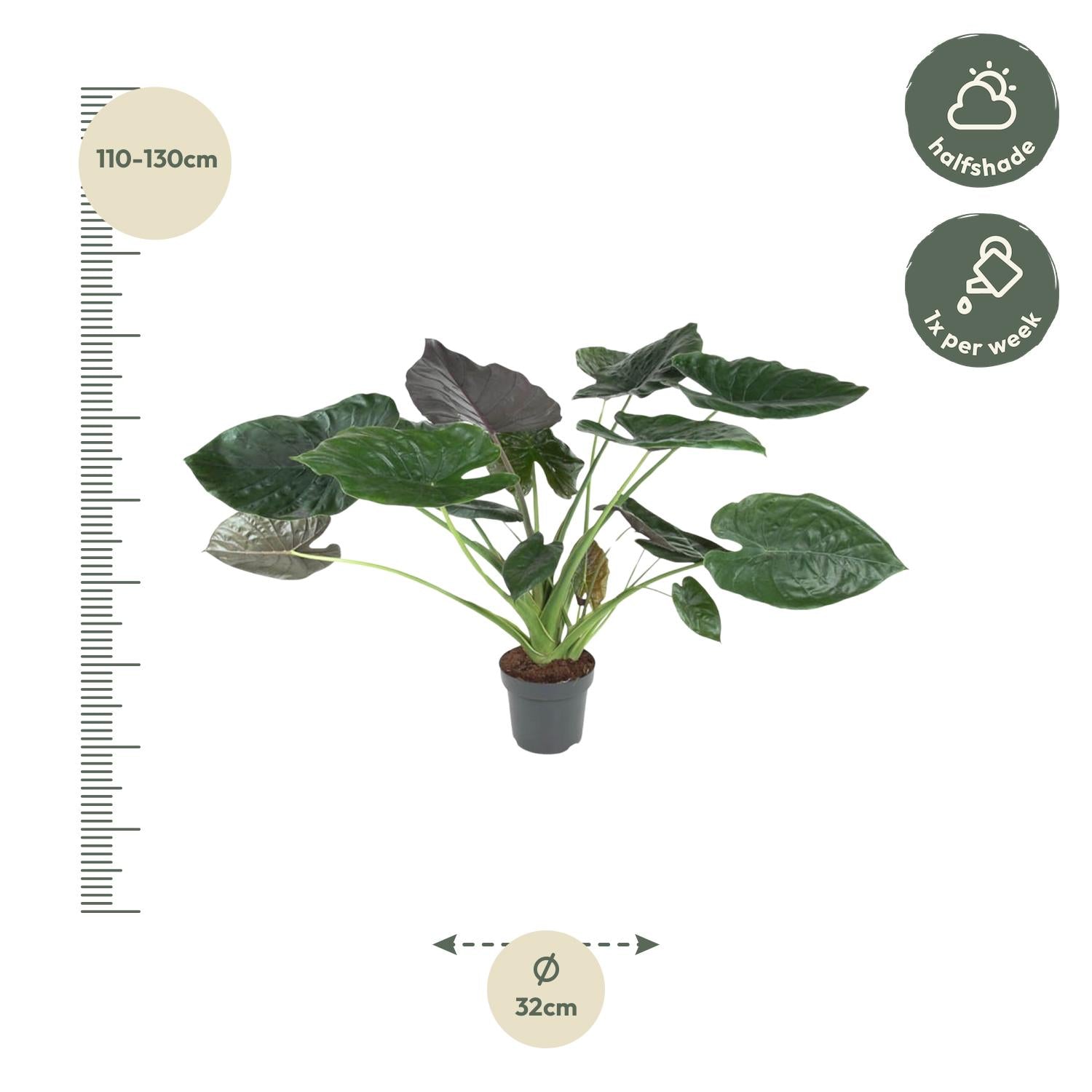 Alocasia Wentii – Exotische Zimmerpflanze mit dekorativen Blättern Ø32cm - ↕120cm