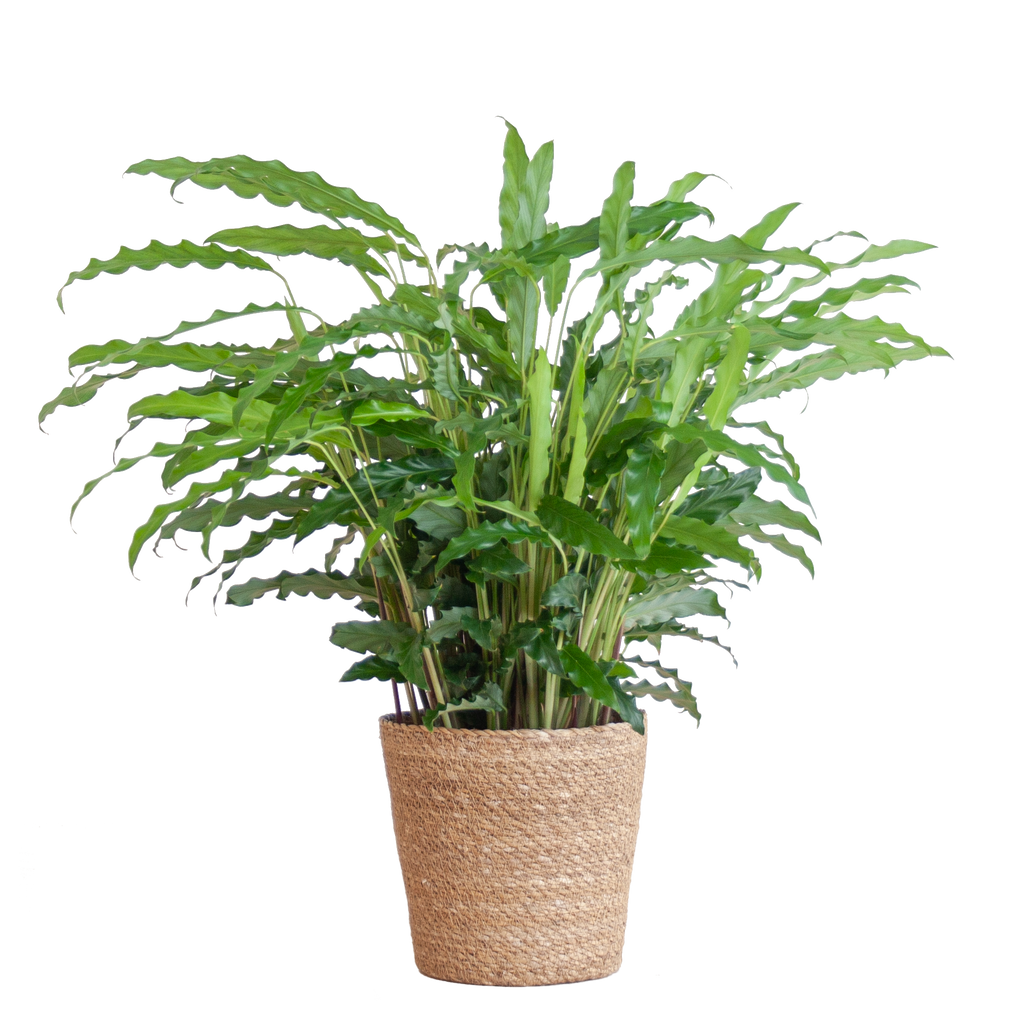 Calathea Rufibarba mit Sofia-Korb natur - 55cm - Ø17