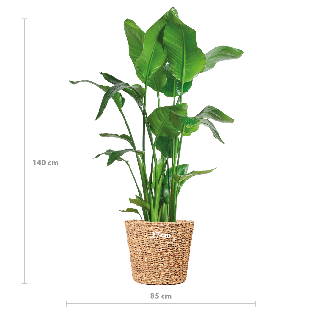 Strelitzia Nicolai XL mit Torun-Korb – 140 cm – Ø27