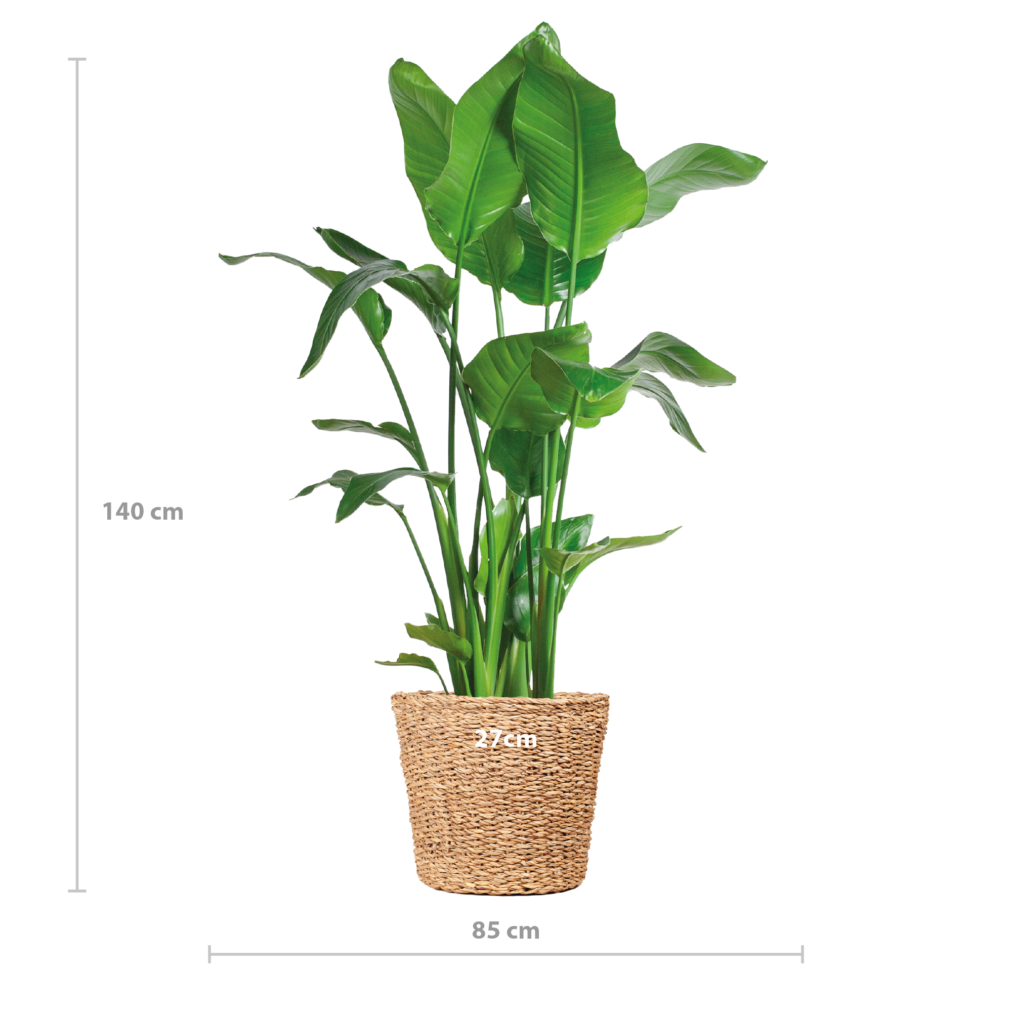 Strelitzia Nicolai XL mit Torun-Korb – 140 cm – Ø27