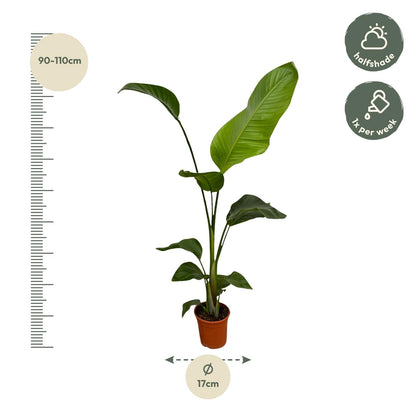 2x Strelitzia Nicolai – Exotische Zimmerpflanzen für stilvolle Räume ø17cm - ↕100cm