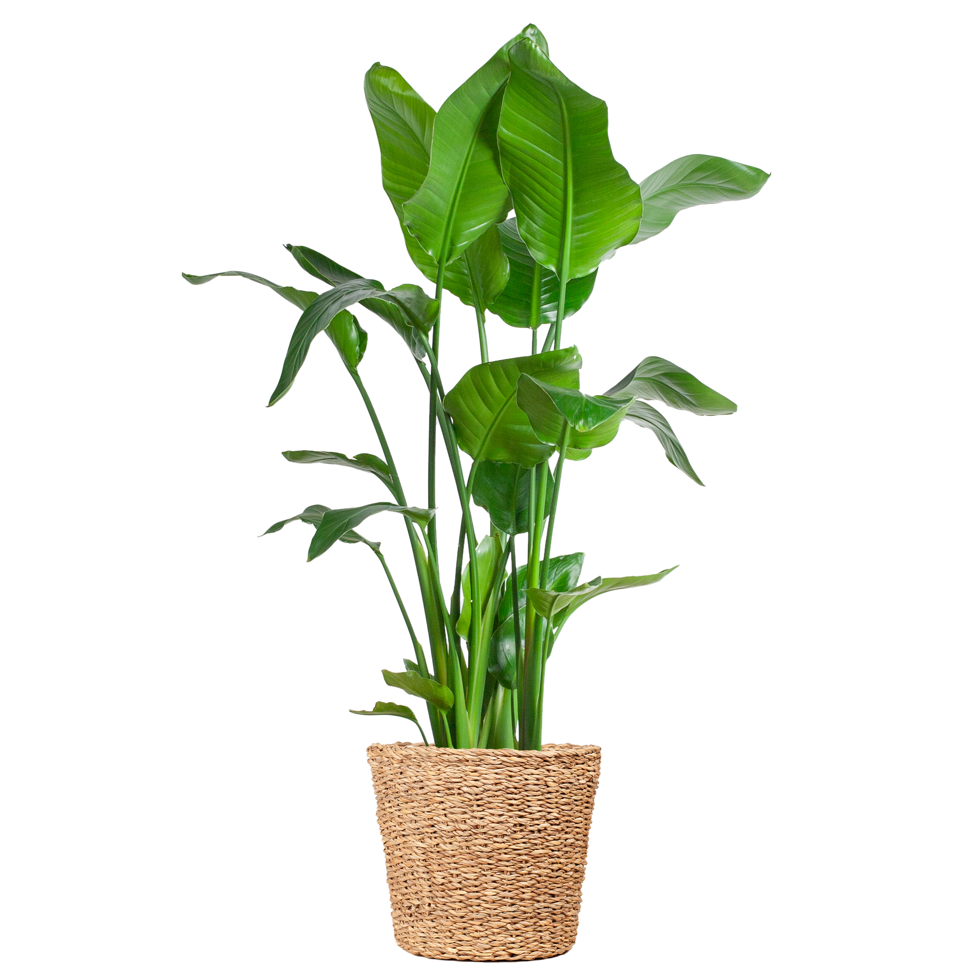 Strelitzia Nicolai XL mit Torun-Korb – 140 cm – Ø27