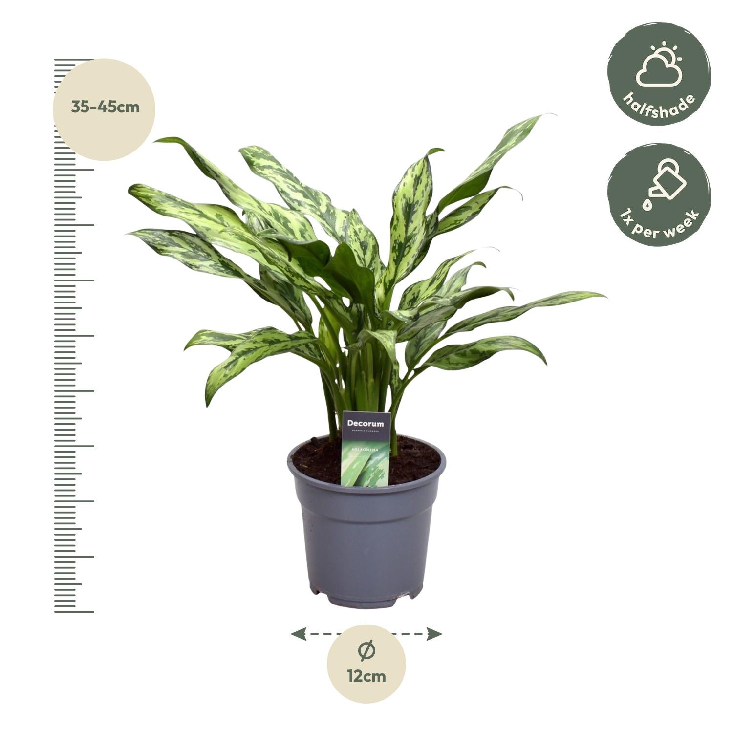 Aglaonema Juliette – Exotische, pflegeleichte Zimmerpflanze Ø12cm - ↕40cm