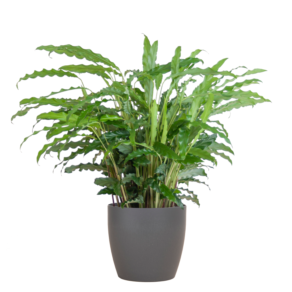 Calathea Rufibarba mit Viber Grau - 55cm - Ø17