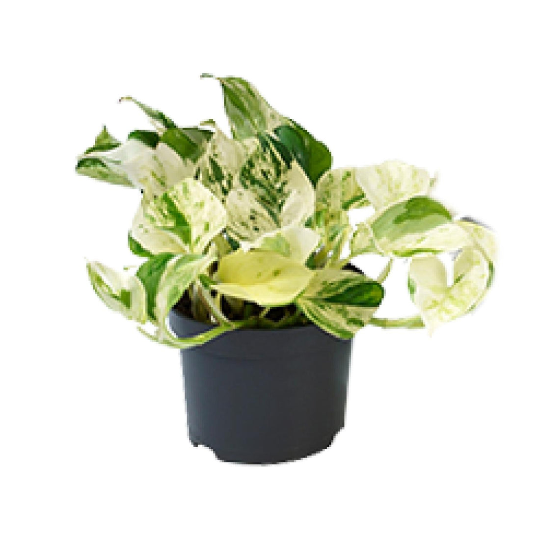 PROMO – Epipremnum ‘Happy Leaf’ (Scindapsus / Marble Queen) – Ø12 cm – ↕15 cm – Hängepflanze