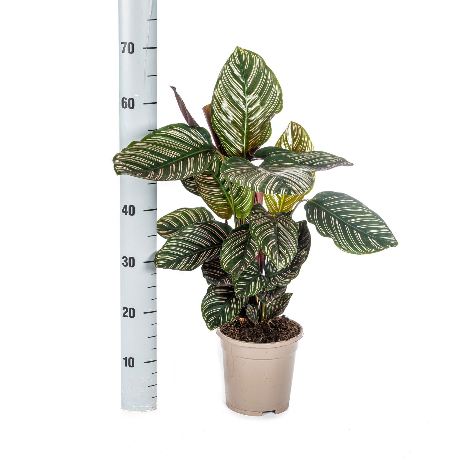 PROMO – Calathea Ornata Sanderiana – Ø17 cm – ↕40–50 cm – Pinke gestreifte Zimmerpflanze