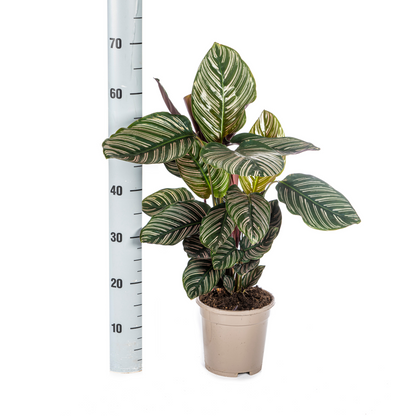 PROMO – Calathea Ornata Sanderiana – Ø17 cm – ↕40–50 cm – Pinke gestreifte Zimmerpflanze