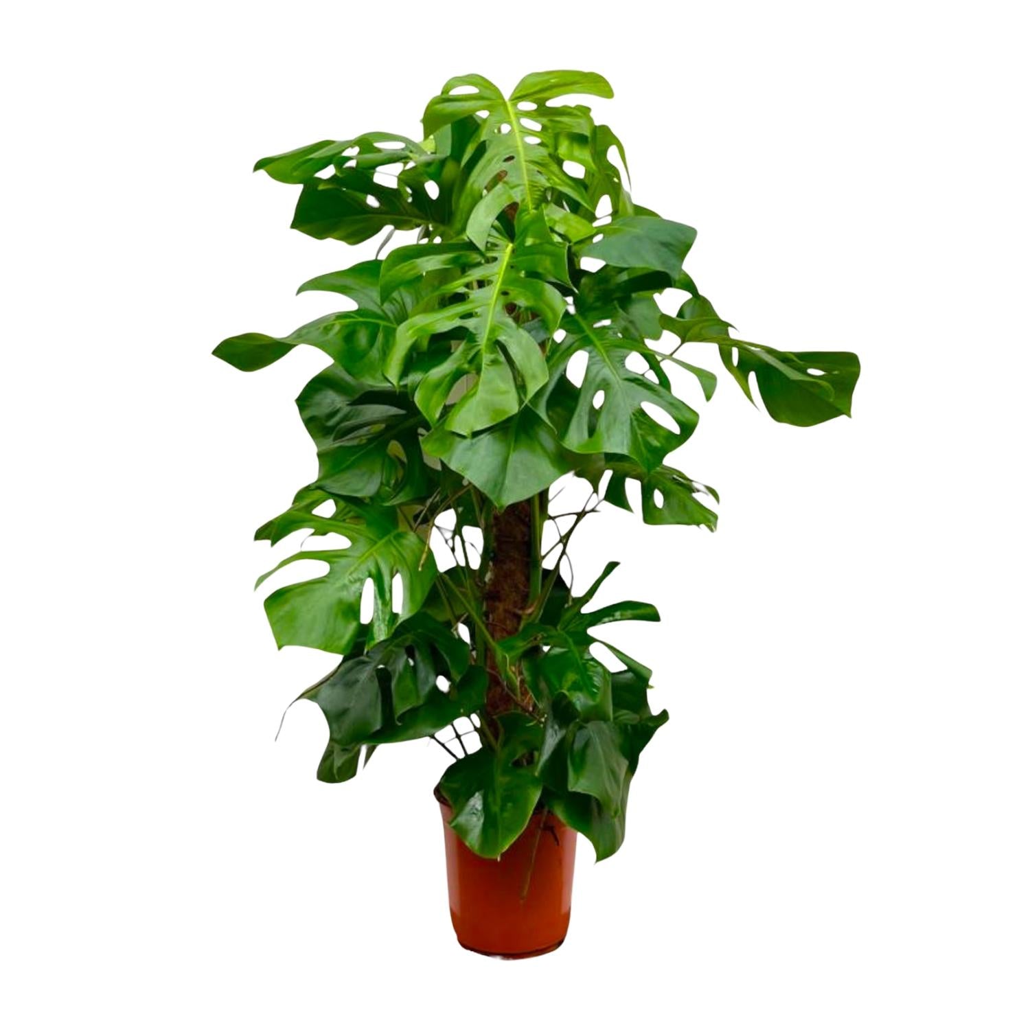 Monstera Deliciosa XXL – Große, exotische Zimmerpflanze ø27 - ↕150cm