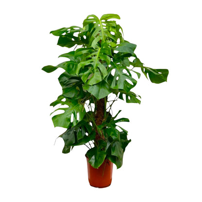 Monstera Deliciosa XXL – Große, exotische Zimmerpflanze ø27 - ↕150cm