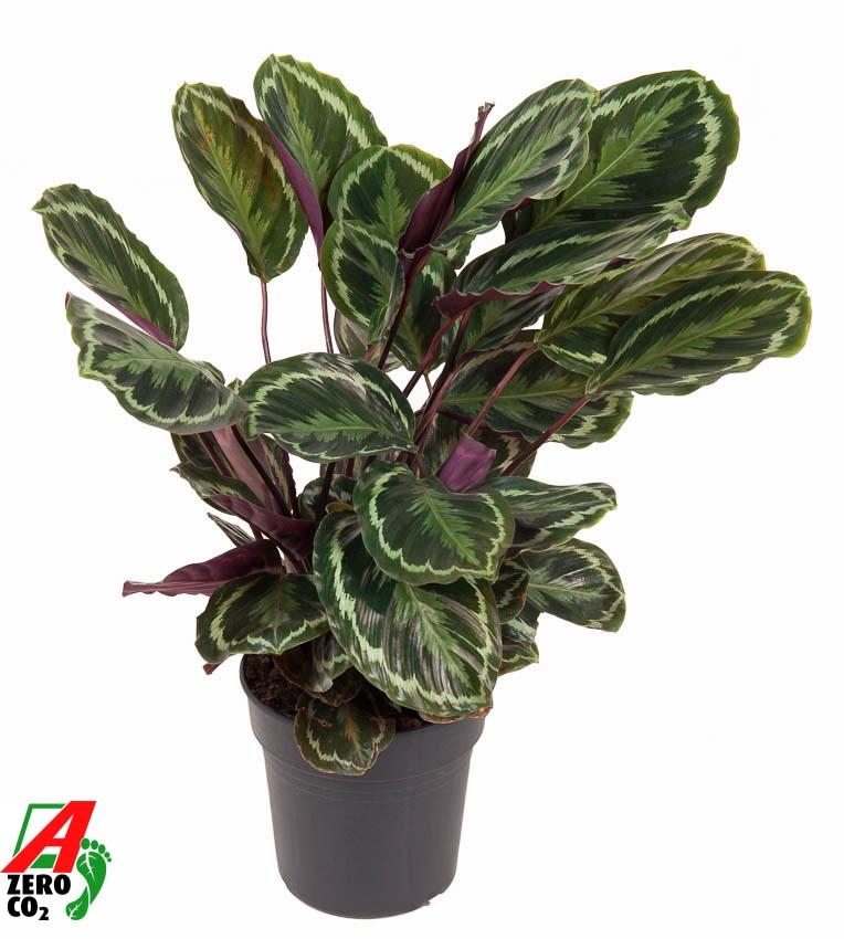 Calathea Medallion – Exotische Zimmerpflanze mit dekorativem Blattmuster Ø24cm - ↕80cm