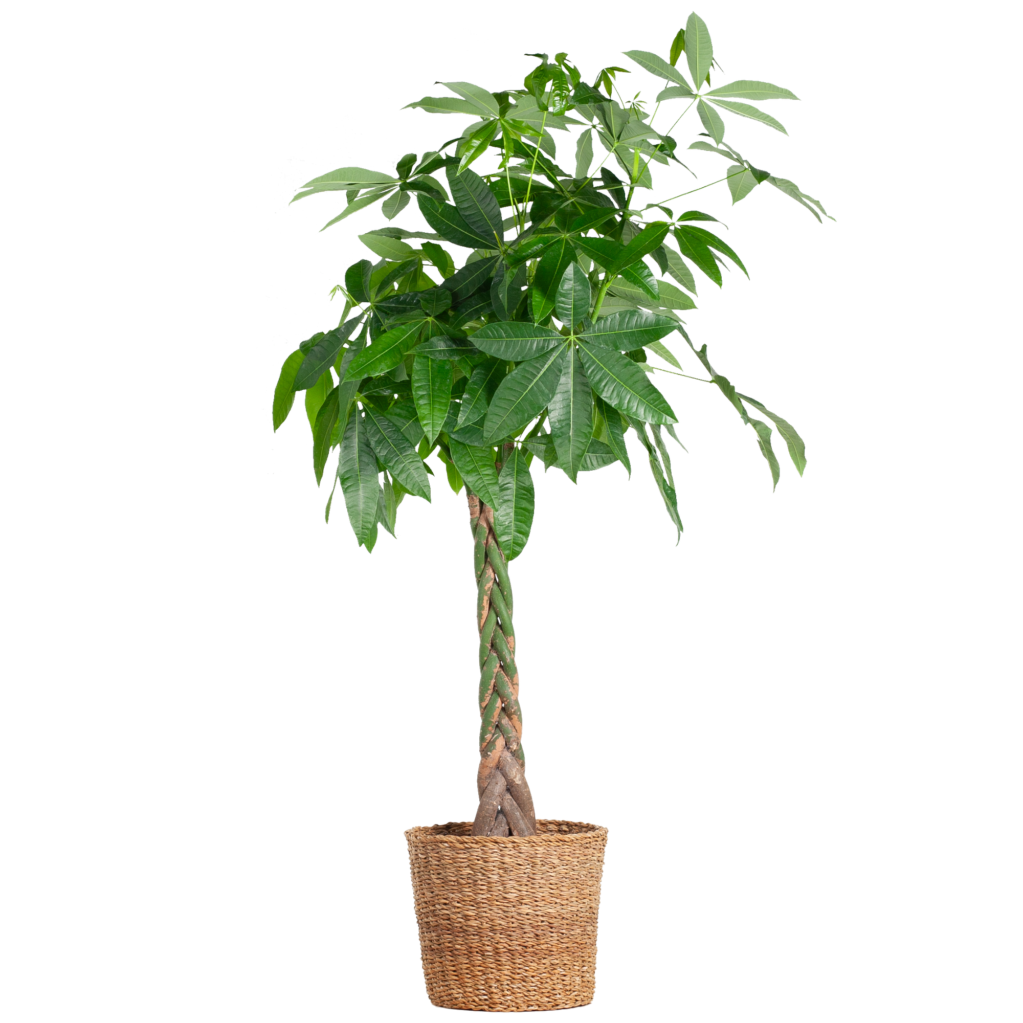 Pachira Aquatica XL mit Torun-Korb – 140 cm – Ø24