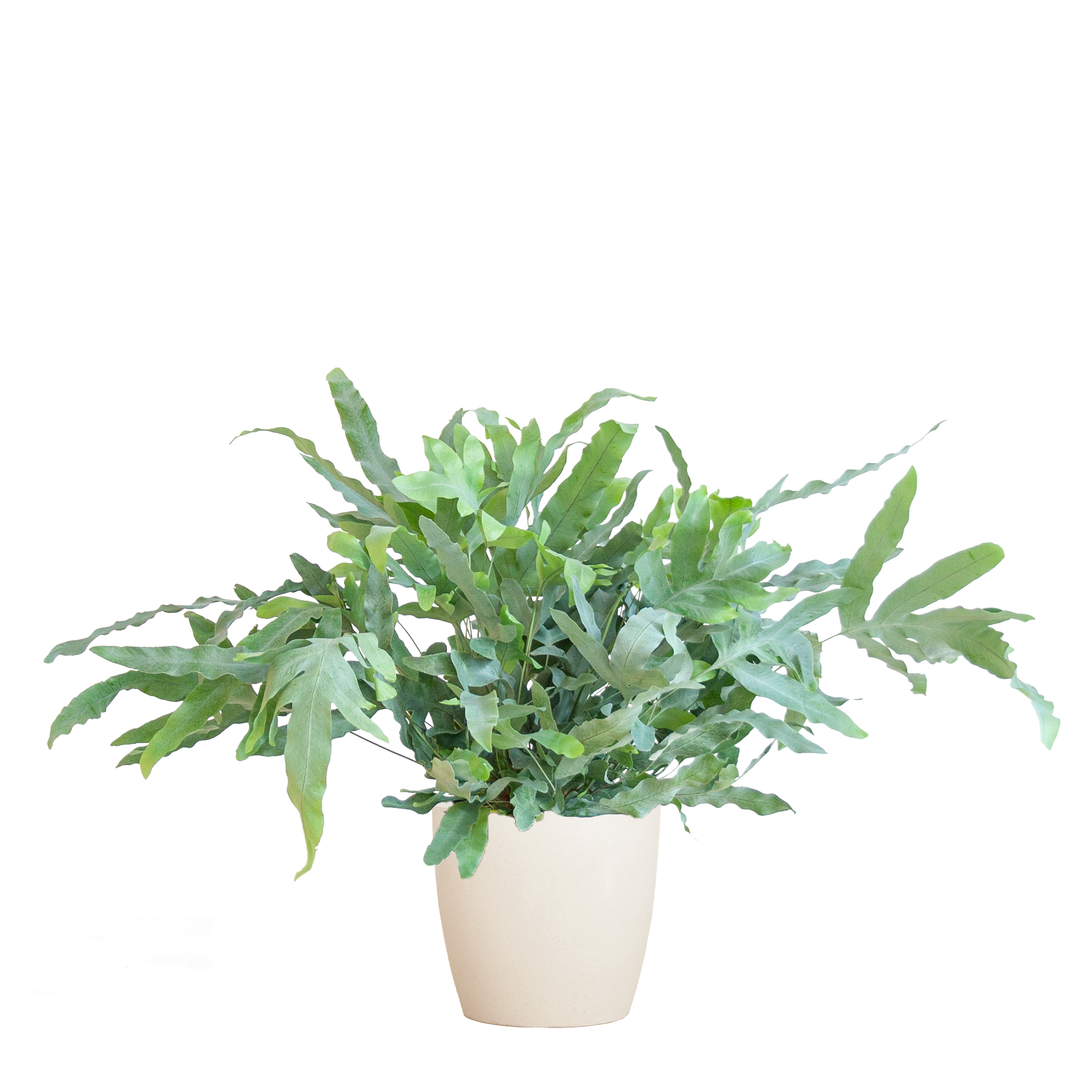 Phlebodium Aureum 'Blue Star' mit Viber weiß - 40cm - Ø17