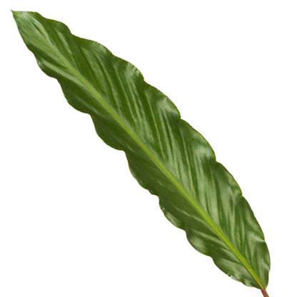 Calathea Wavestar – Exklusive Zimmerpflanze mit gewellten Blättern Ø19cm - ↕80cm
