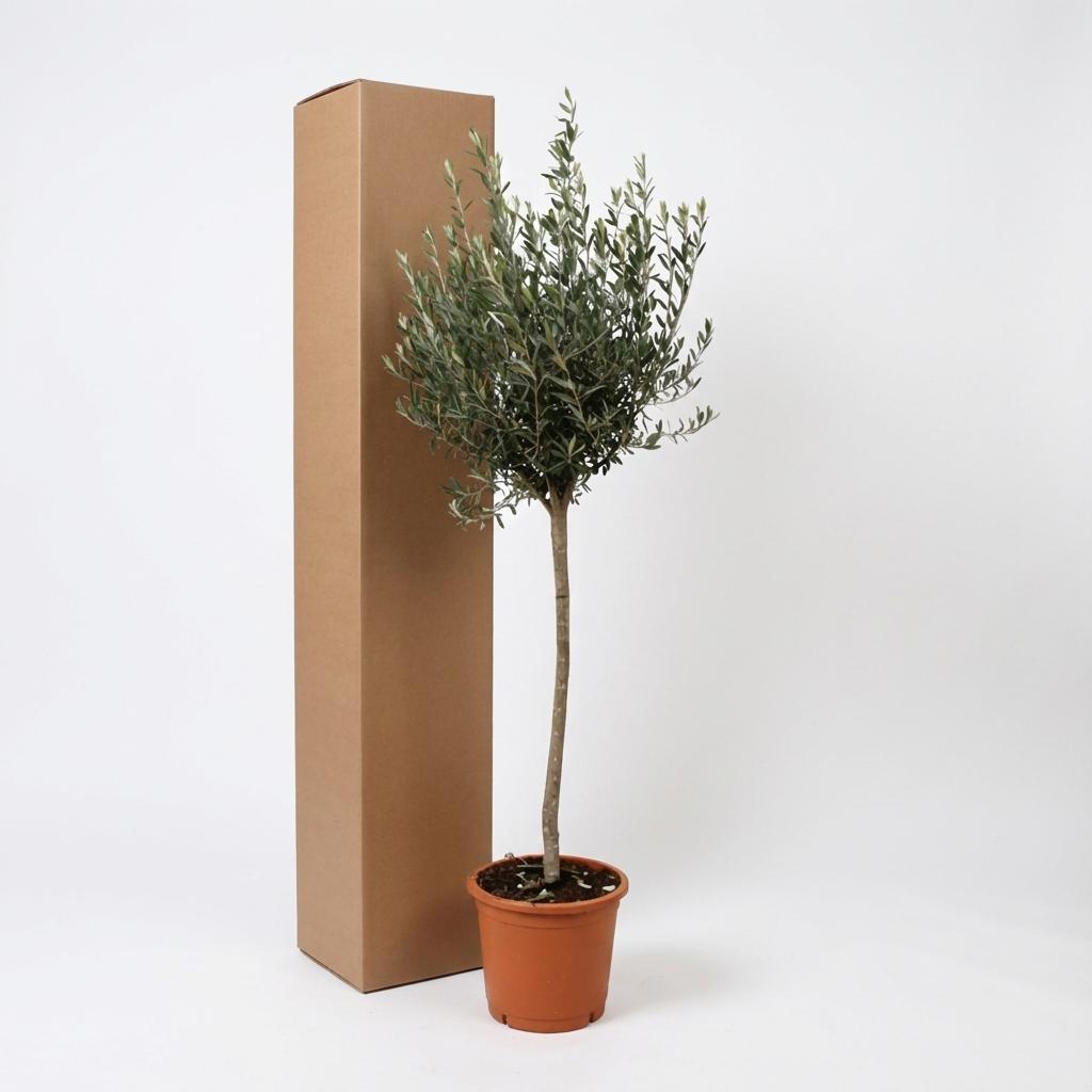 Europaea auf Stamm – Olivenbaum – Ø24 cm – ↕160 cm – Mediterrane Pflanze