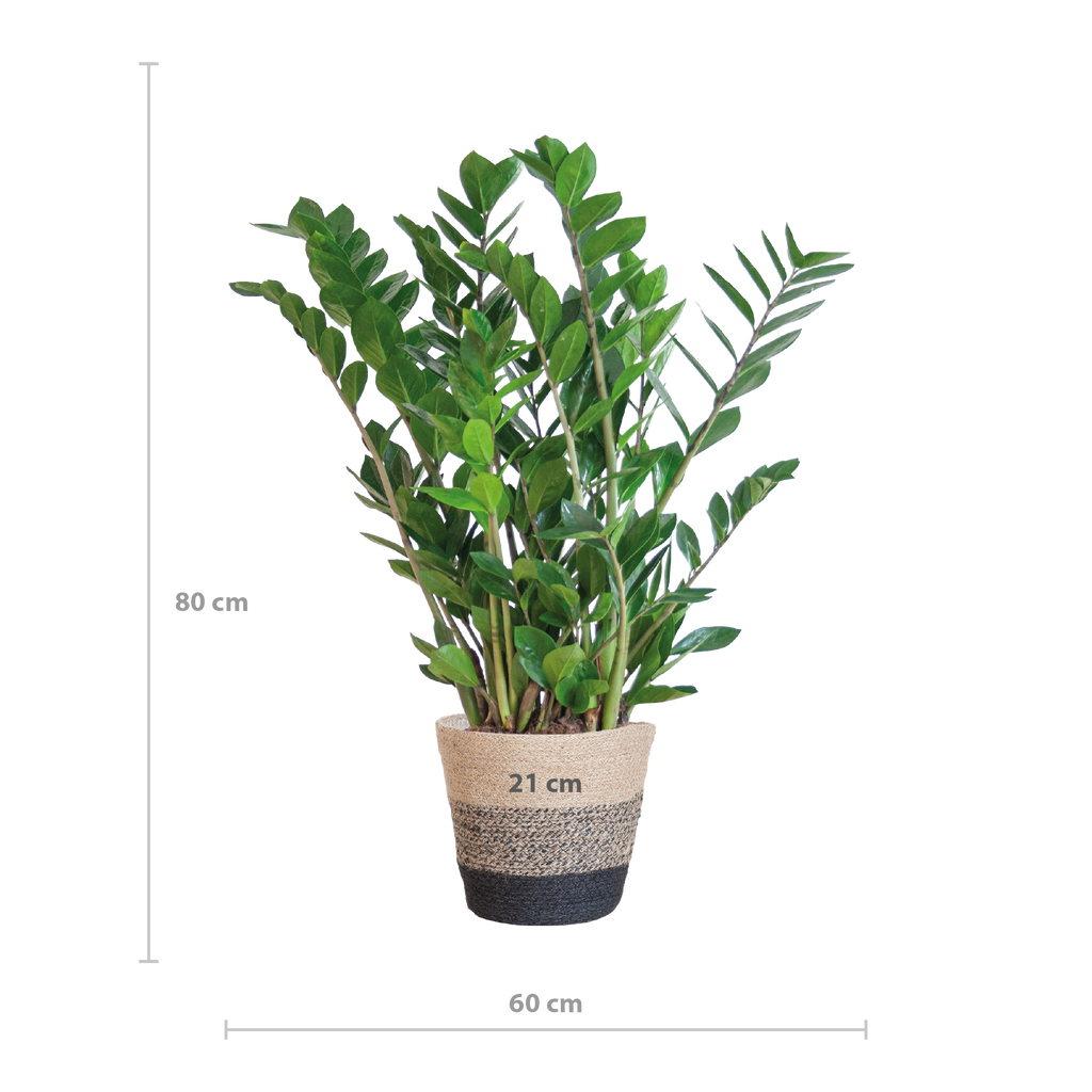 Zamioculcas Zamiifolia mit Pflanzkorb Lissabon Schwarz - 80cm - Ø21