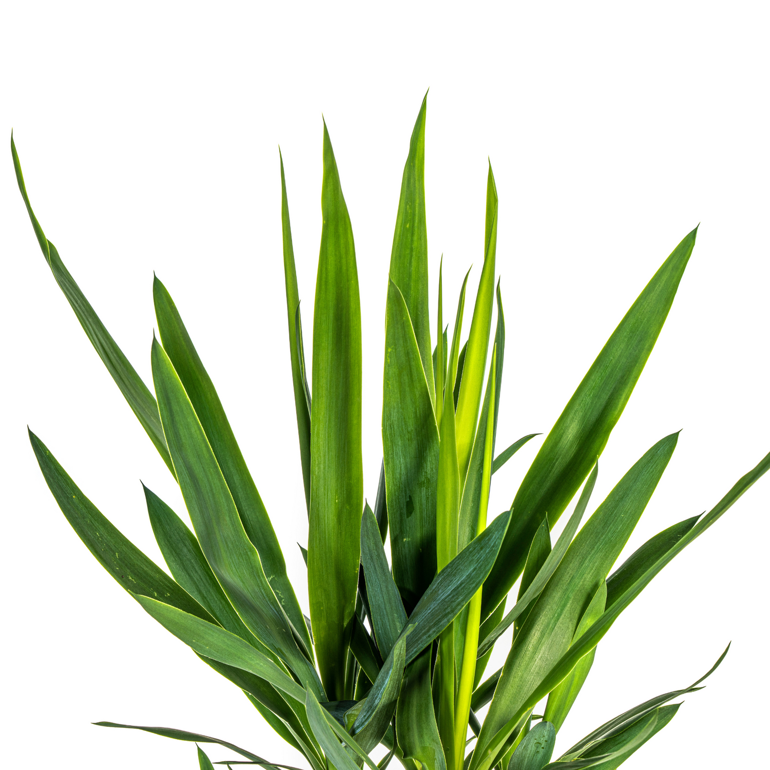 Yucca Palme Elephantipes – Robuste, moderne Zimmerpflanze Ø19cm - ↕70 - 90cm