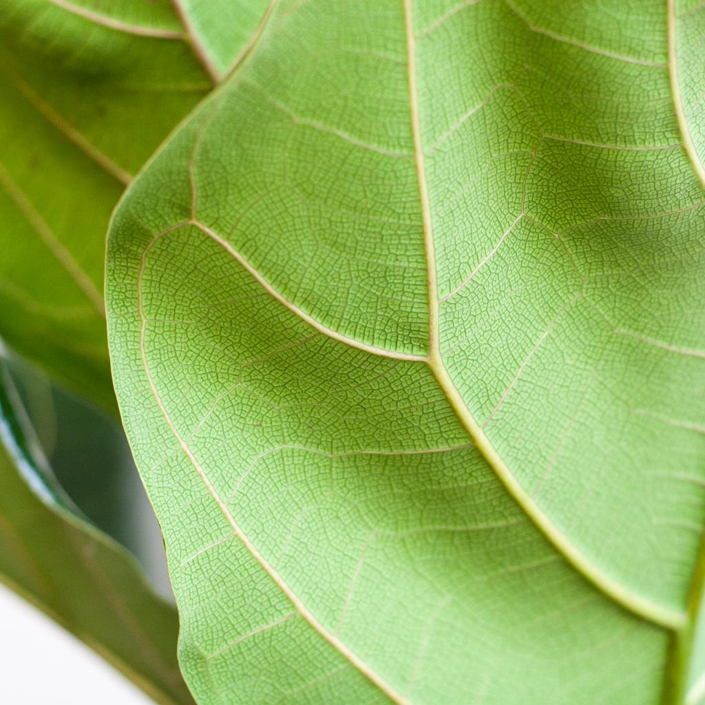 Ficus Lyrata mit Viber-Topf weiß – 80 cm – Ø21