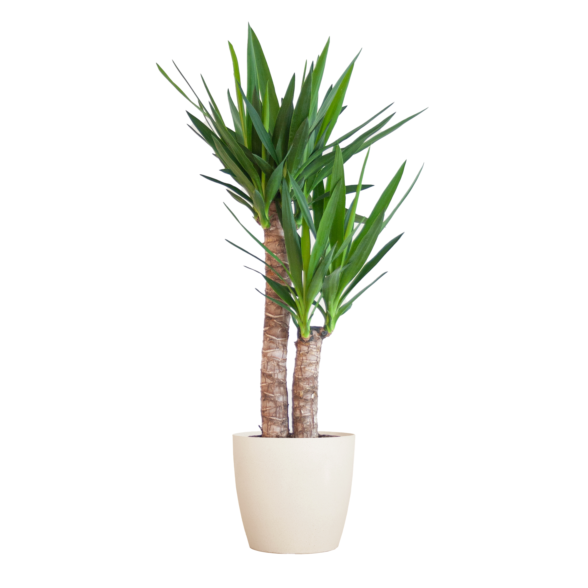 Yucca Elephantipes mit Viber weiß - 90cm - Ø21