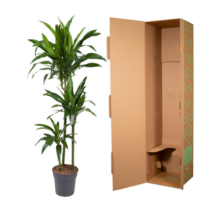 Dracaena Janet Craig – Elegante, pflegeleichte Zimmerpflanze Ø24cm - ↕150cm