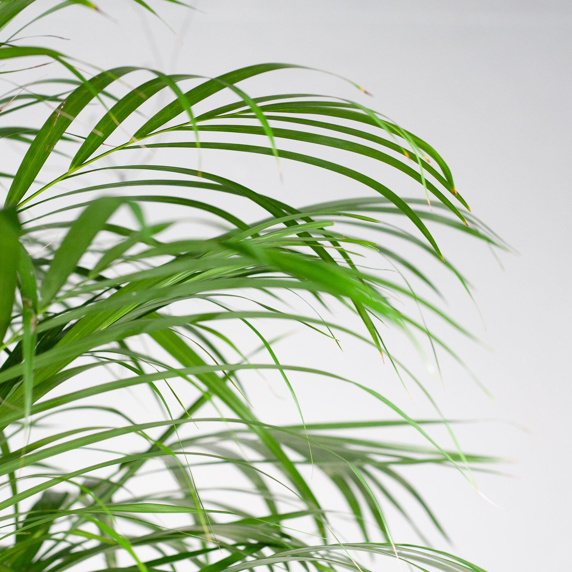 Areca-Palme (Dypsis) XL mit Korb Torun – 120 cm – Ø24