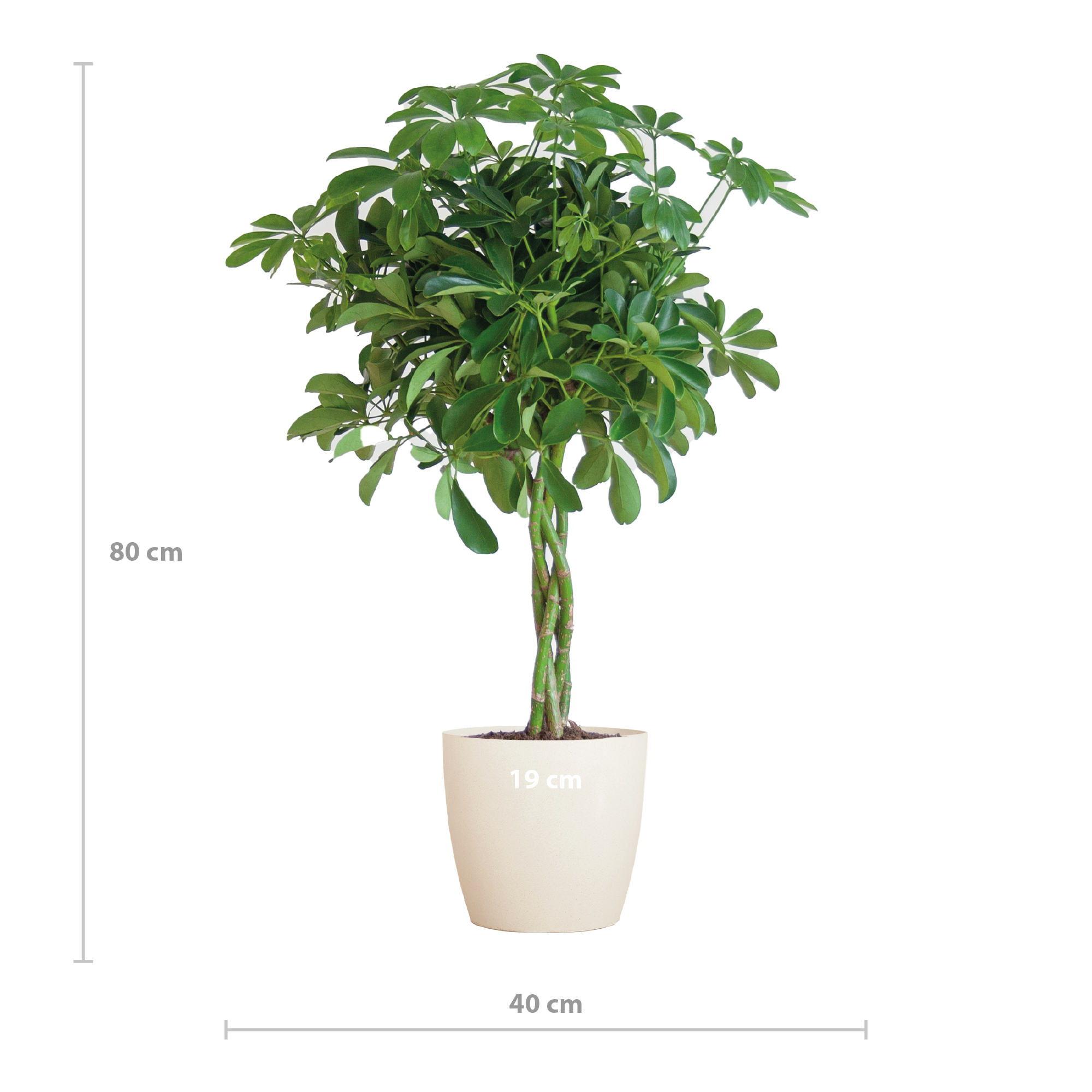 Schefflera Arab Nora mit Viber weiß – 70 cm – Ø21