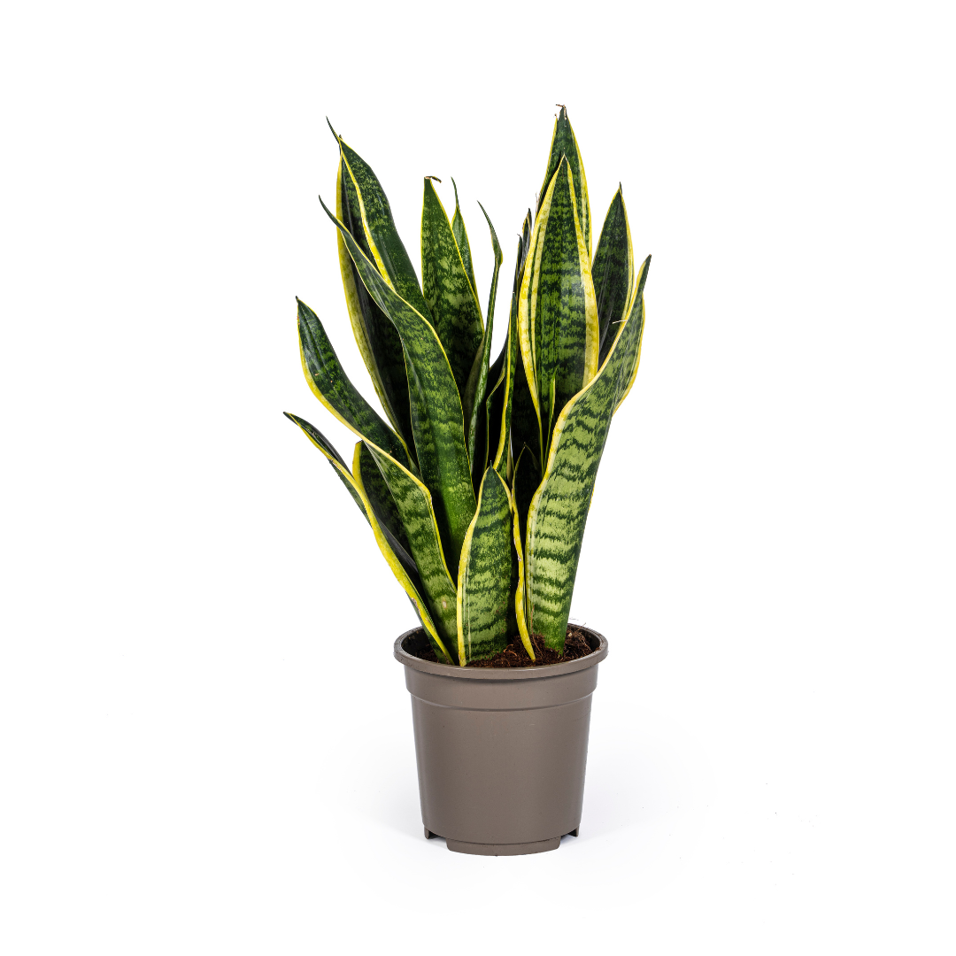 Sansevieria Trifasciata Futura Superba – Pflegeleichte Zimmerpflanze Ø17cm - ↕45 - 55cm